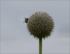 Kugeldistel Kugeldistel