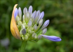 Blütenausbruch Blütenausbruch