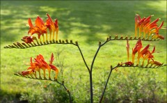 Montbretie Montbretie