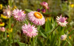 Sommerwiese Sommerwiese