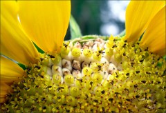 Sonnenblumenkerne Sonnenblumenkerne