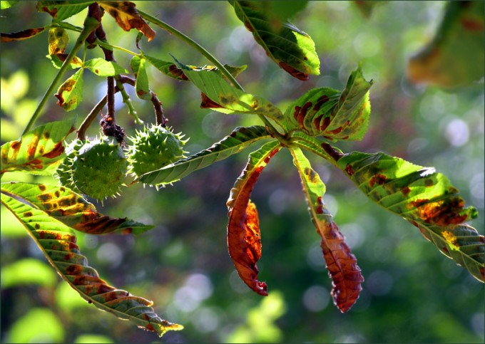 Kastanienblätter