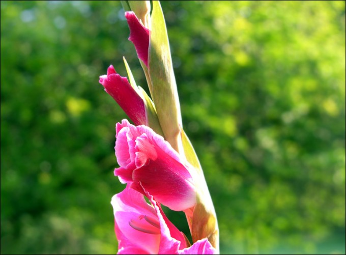 Gladiole