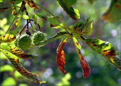 Kastanienblätter Kastanienblätter