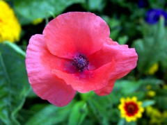 Klatschmohn Klatschmohn