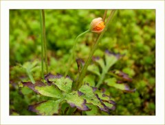 Winzige Blüte Winzige Blüte