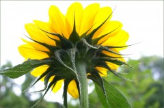 Sonnenblume Sonnenblume