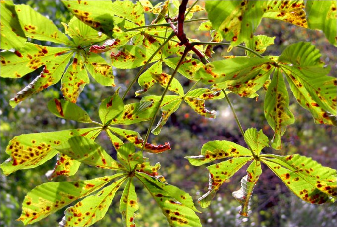 Kastanienblätter