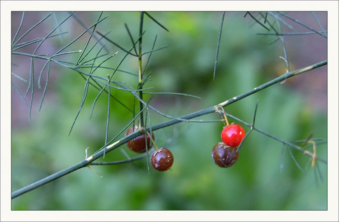 Kleine Beeren