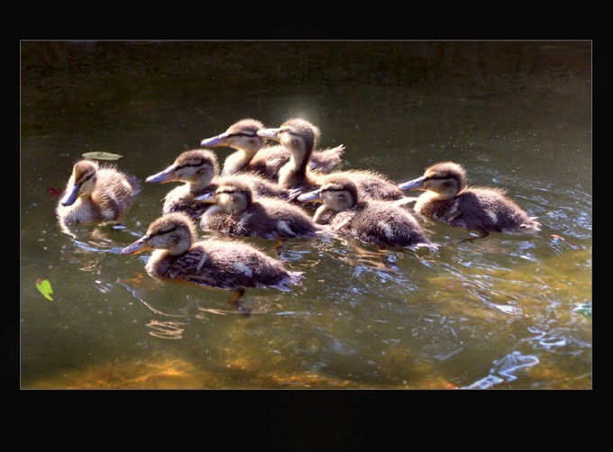 Acht Entenküken