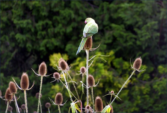 Papagei/Halsbandsittich