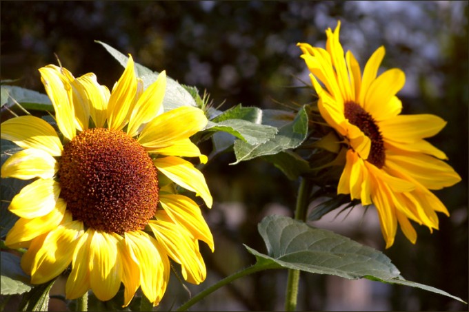 Sonnenblumen