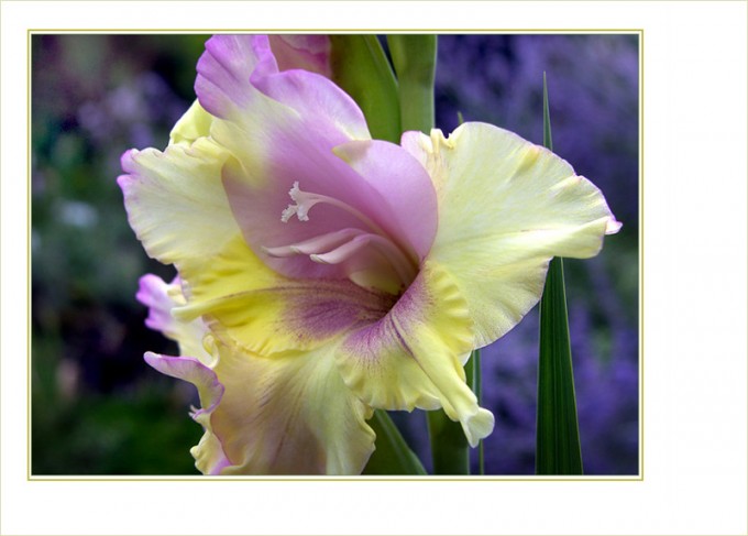 Gladiole