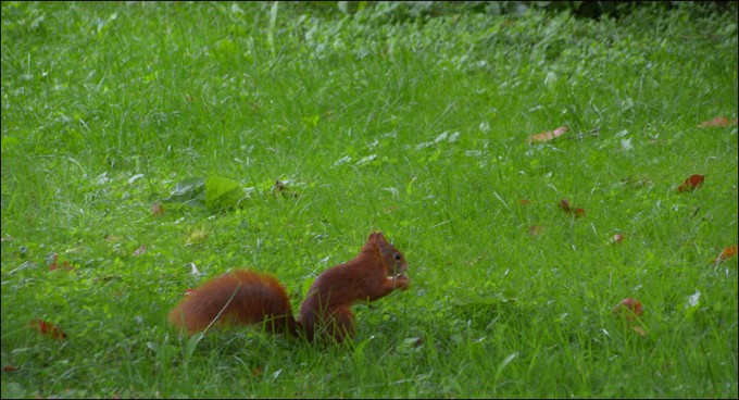 Eichhörnchen