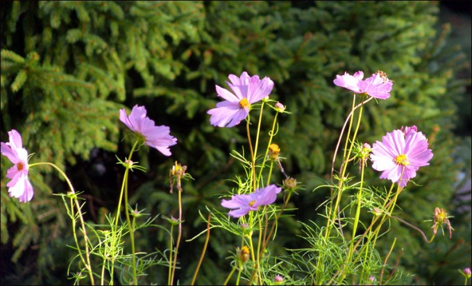 Cosmea