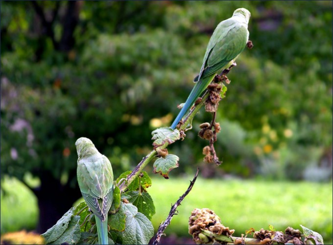 Zwei Papageien