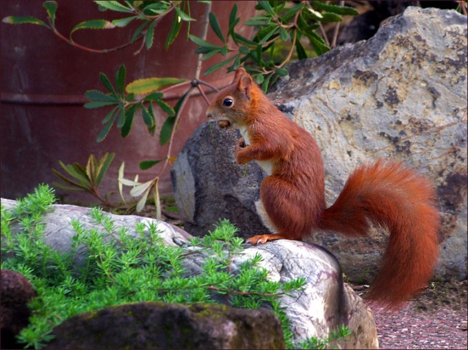 Eichhörnchen