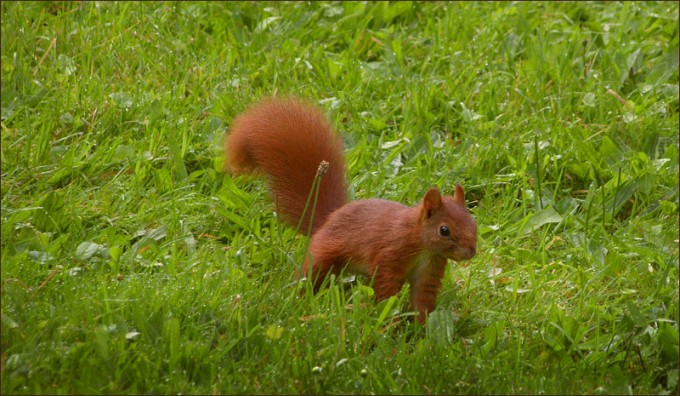 Junges Eichhörnchen