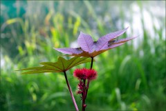 Pflanze am See Pflanze am See