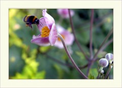 Hummelflug Hummelflug