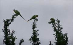 Drei Papageien