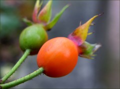 Hagebutten Hagebutten