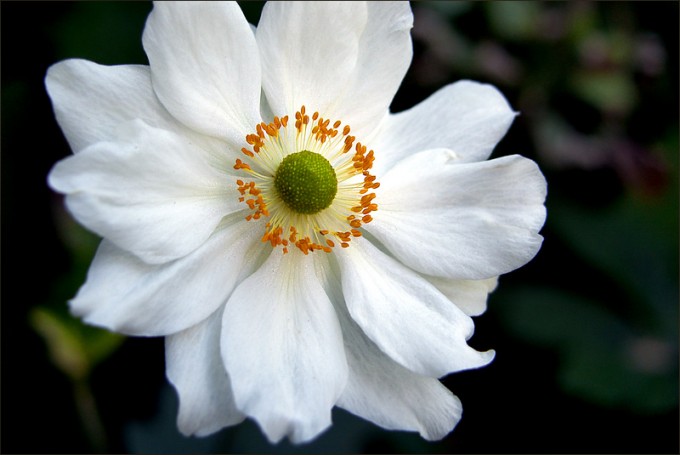 Anemone