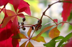 Wilder Wein Wilder Wein