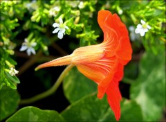 Kapuzinerkresse Kapuzinerkresse