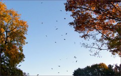 Fallende Blätter Fallende Blätter