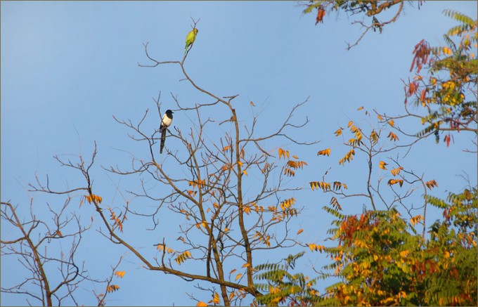 Elster und Papagei