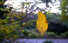 Einsames Blatt Einsames Blatt