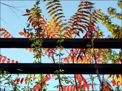 Oktoberblätter Oktoberblätter