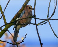 Eichelhäher Eichelhäher