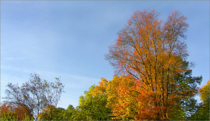 Oktoberbäume