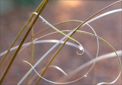 Grasgrafik Grasgrafik