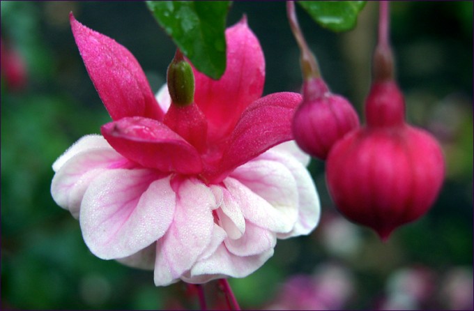 Fuchsien