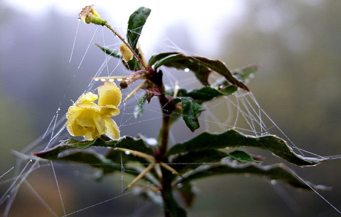 Kleine Strauchblüte