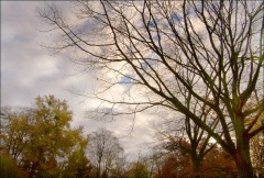 Windiger Novembermorgen Windiger Novembermorgen