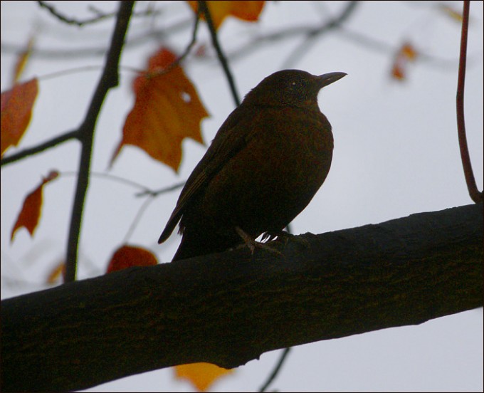 Amsel