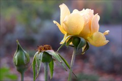 Gelbe Rose Gelbe Rose