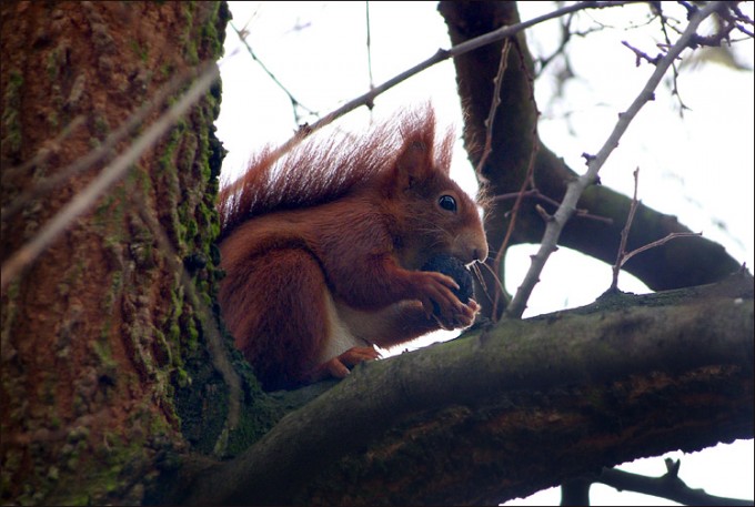 Eichhörnchen