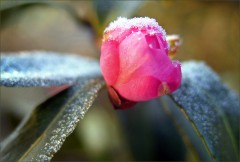 Kamelienknospe Kamelienknospe