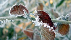 Frostblätter