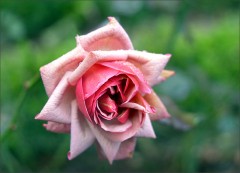 Erfrorene Rose