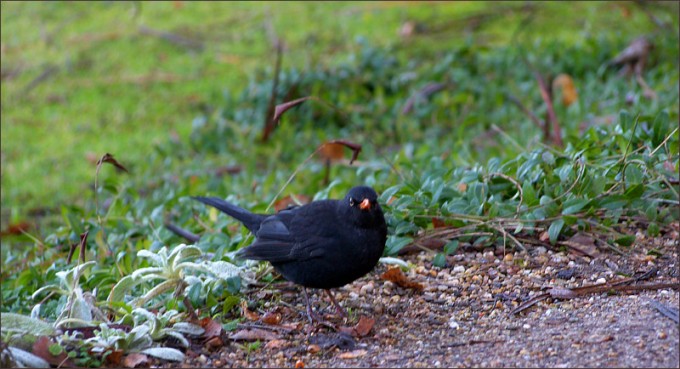 Amsel