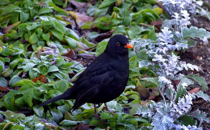 Amsel