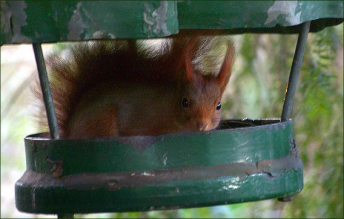 Eichhörnchen