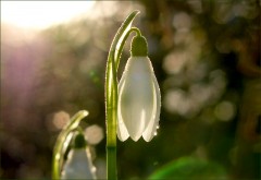 Schneeglöckchen Schneeglöckchen