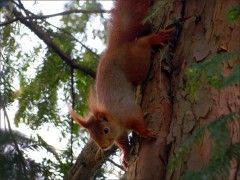 Eichhörnchen Eichhörnchen